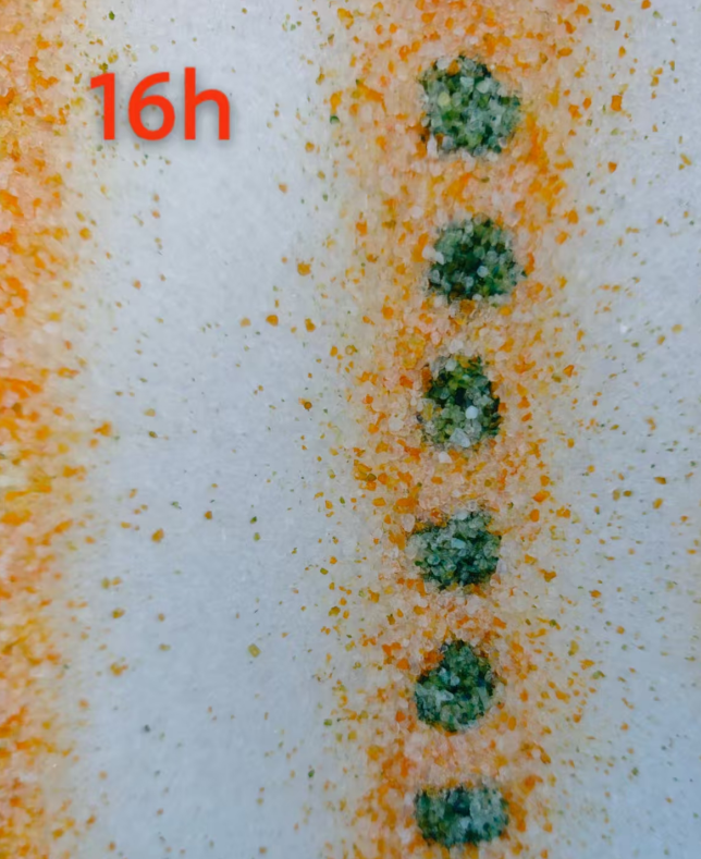 Detección de sangre oculta en la arena para gatos