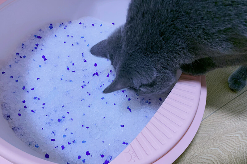 silca-gel-cat-litter2.jpg