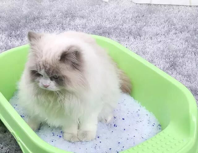 Litière pour chats Litière pour chats