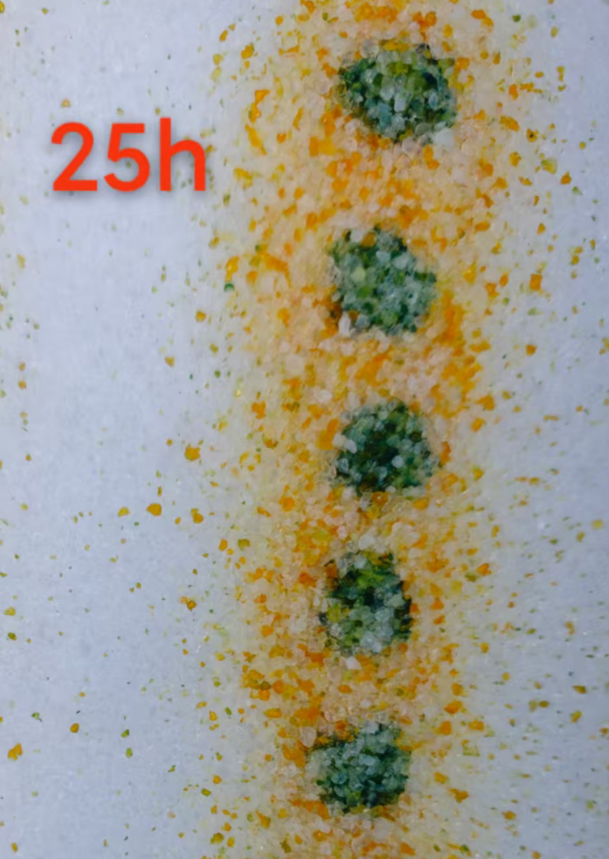 Détection de sang occulte dans la litière du chat