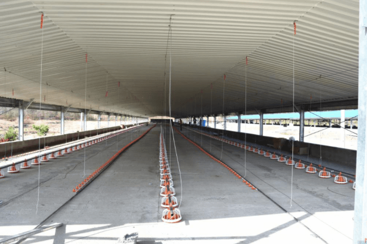 Maison de poulets de chair