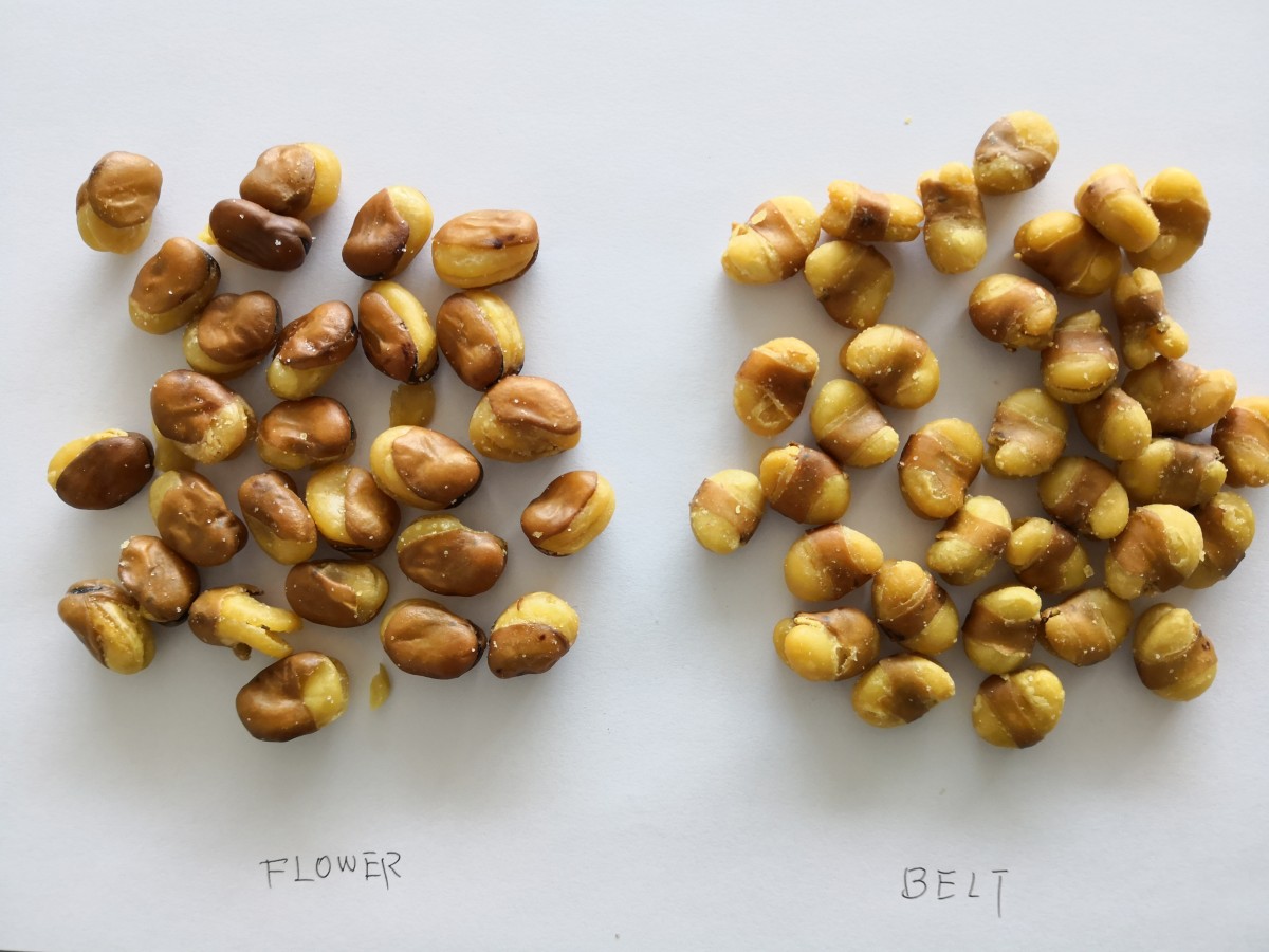 Fried Broad Beans.jpg