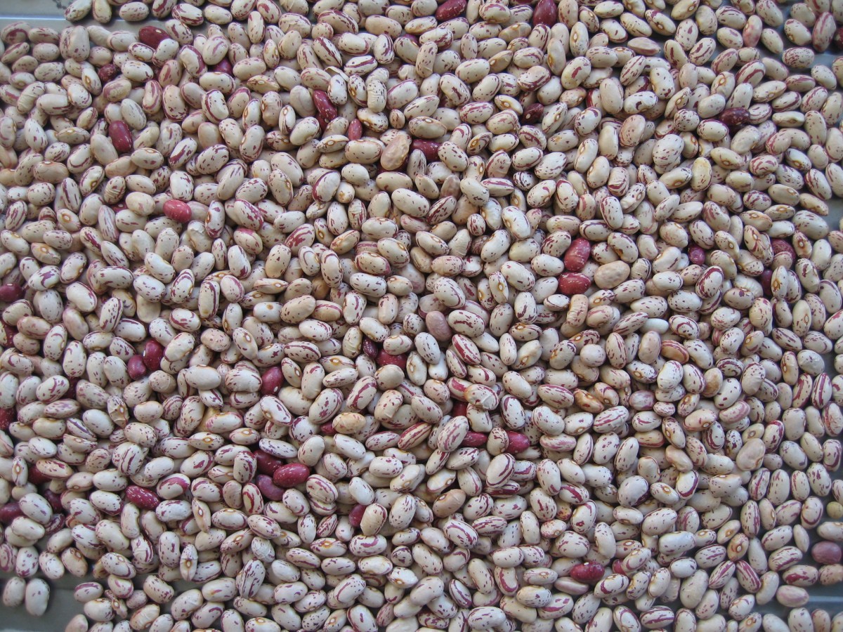 Light Speckled Kidney Beans.JPG
