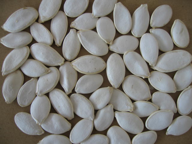 Snow White Pumpkin Seed