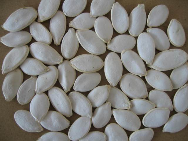 Snow White Pumpkin Seed.jpg