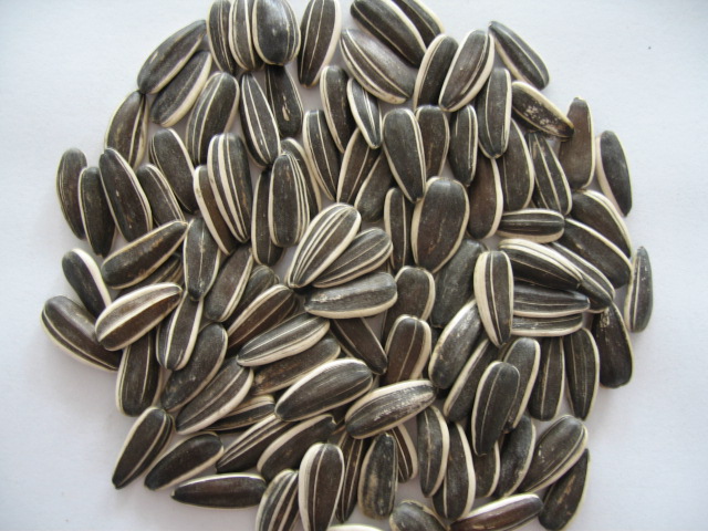 Sunflower Seed