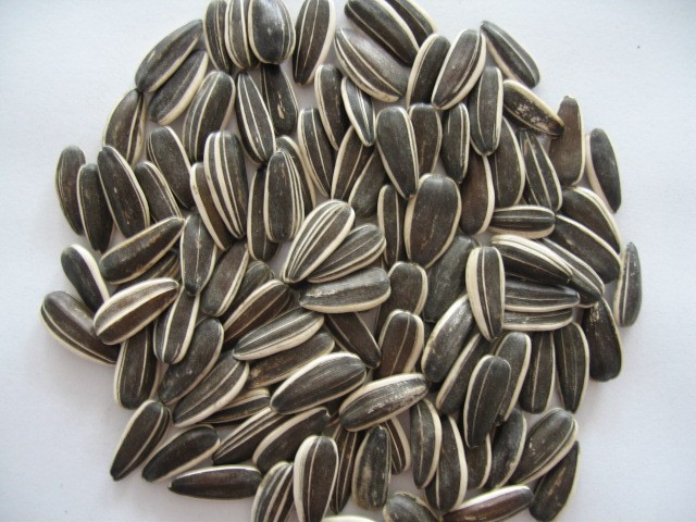 Sunflower Seed.jpg