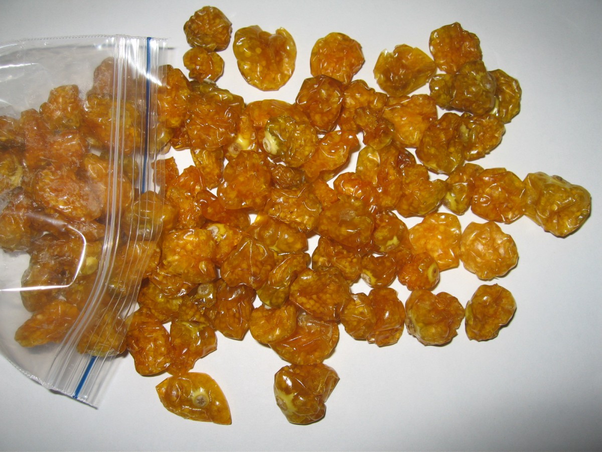 Dried Physalis.JPG