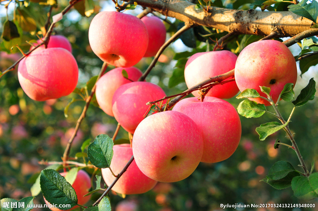 2023 April we purchased our apple orchard , five millions of square meters.