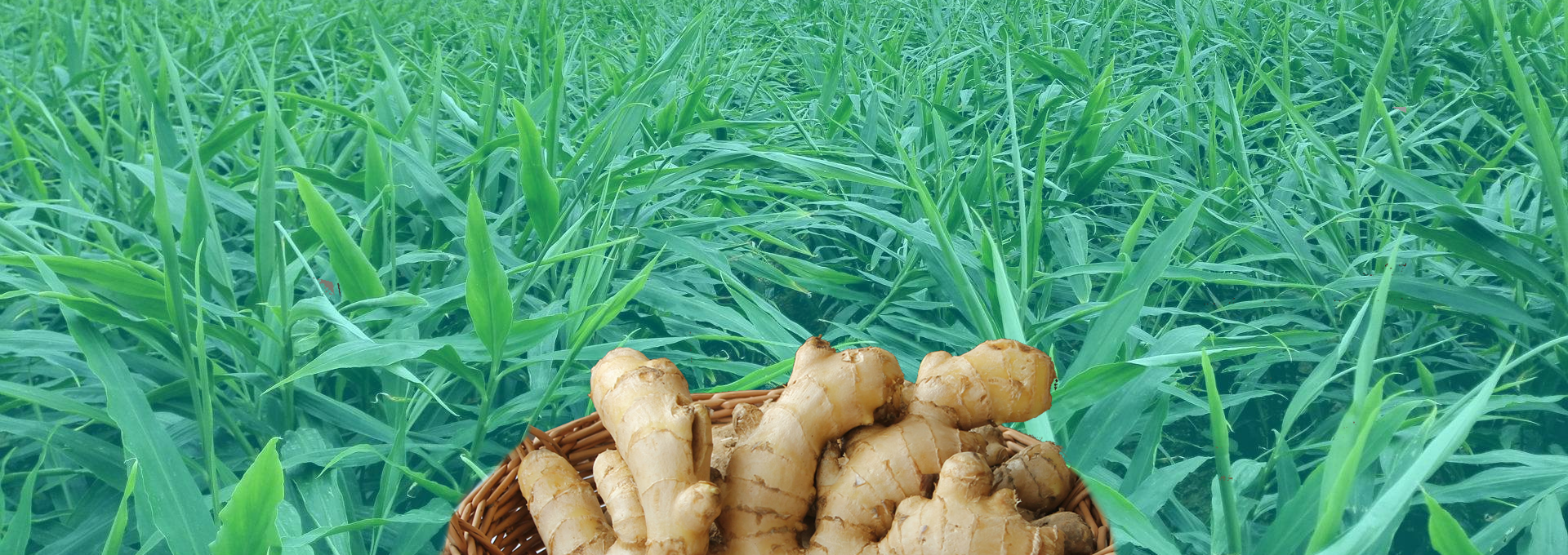 2022 March we joint ventured plant base of “organic” ginger.