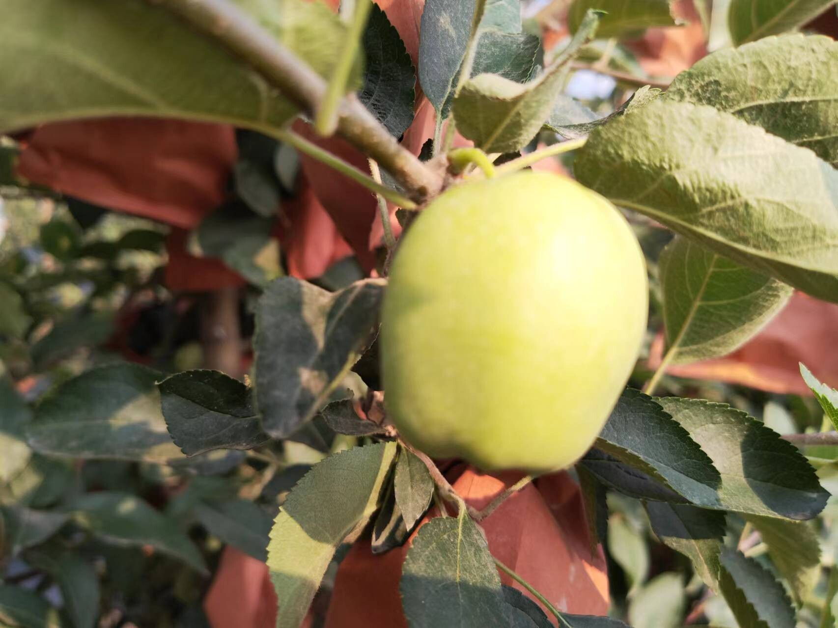 2024.06.28 Orient orchard Farm--- 200000 M² of apple Orchard , VENUS GOLD , There will be great harvest of 2024crop. 