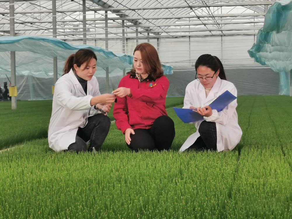 [Evento temático do Congresso Nacional Popular de Anqiu] Zhang Xiaoxiao: Usando a tecnologia para ajudar na revitalização rural