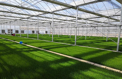 Vista interna da base da muda