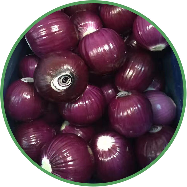 Cebola Vermelha Descascada