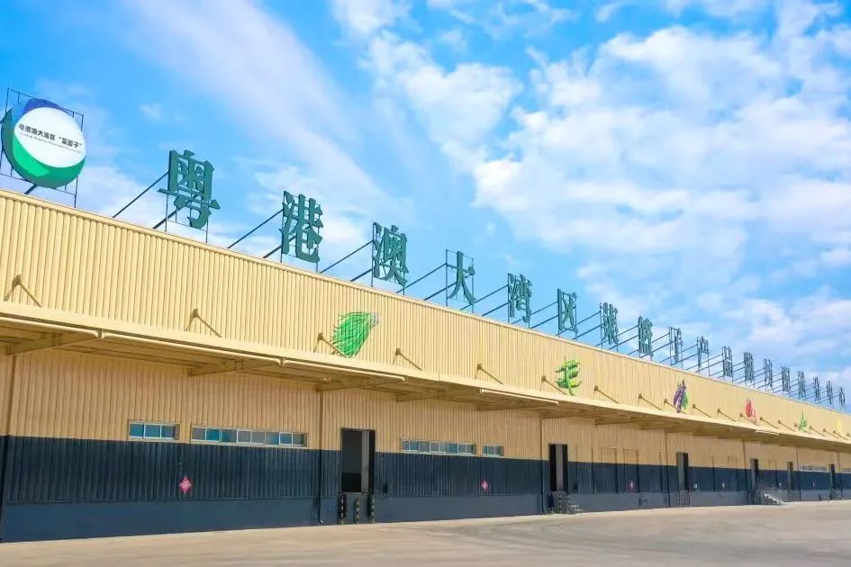 Boas notícias! Lista de reconhecimento da base de produção (11º lote) da Grande Baía de Guangdong-Hong Kong-Macau "Cesta de vegetais" anunciada, base de produção agrícola da Wohua Technology na lista! Boas notícias! Lista de reconhecimento da base de produção (11º lote) da Grande Baía de Guangdong-Hong Kong-Macau "Cesta de vegetais" anunciada, base de produção agrícola da Wohua Technology na lista!