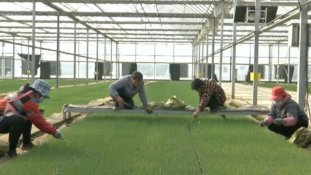 Notícias sobre mecanização agrícola na China: impressionante! O projeto de serviço totalmente mecanizado e socializado da WoHua Technology para grandes cebolinhas ganha o primeiro prêmio!