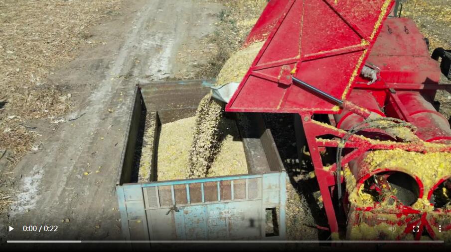 Effect of harvesting by gourd-pulling machine