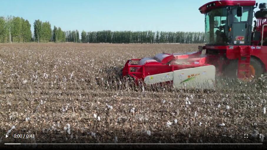 Fallen cotton picking harvester operation