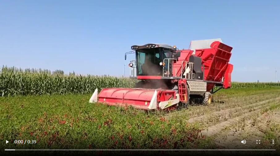 Pepper harvester in action
