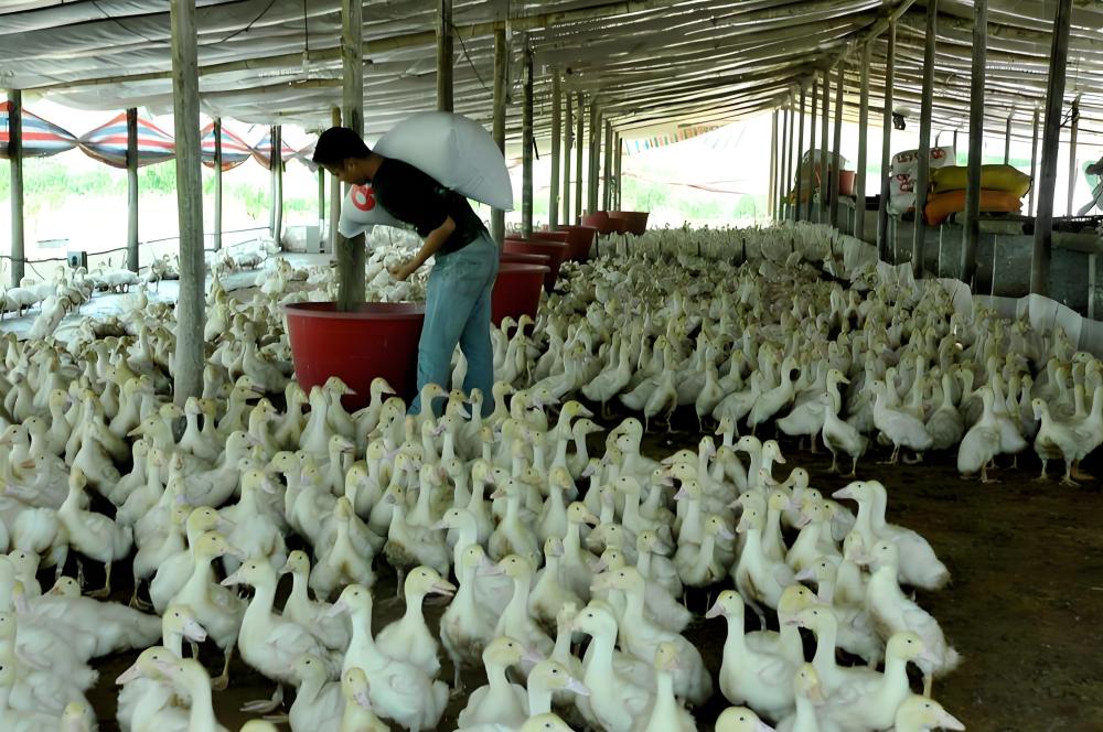 How to prevent and treat poultry coccidiosis