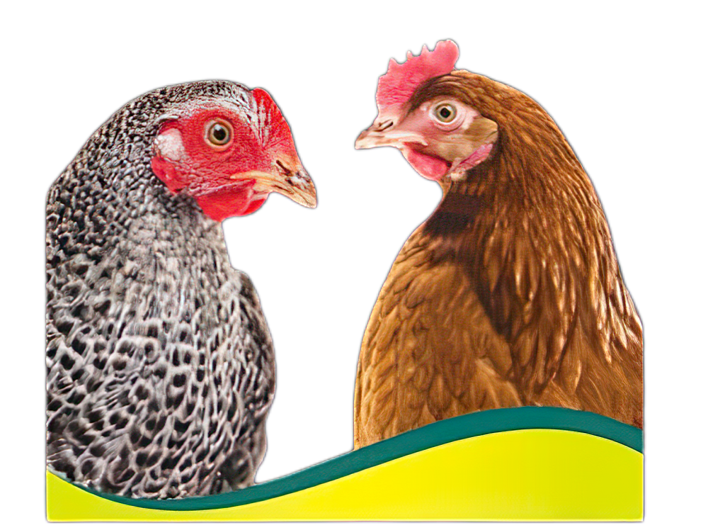 The hidden crisis of animal liver: five major damage factors and triple protection strategies