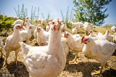 Prevention and treatment of common chicken diseases - infectious bronchitis