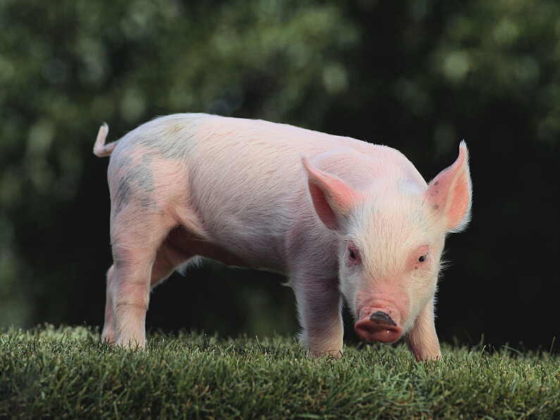 How to diagnose and prevent common pig diseases yourself ？