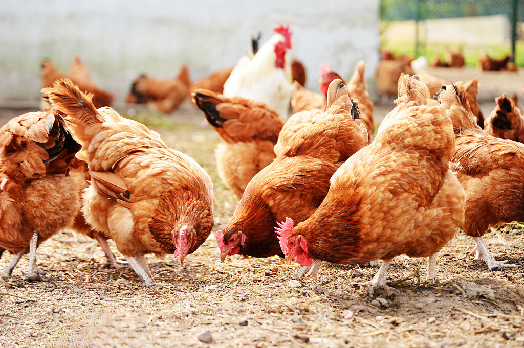 Common chicken diseases - fowl typhoid, fowl cholera