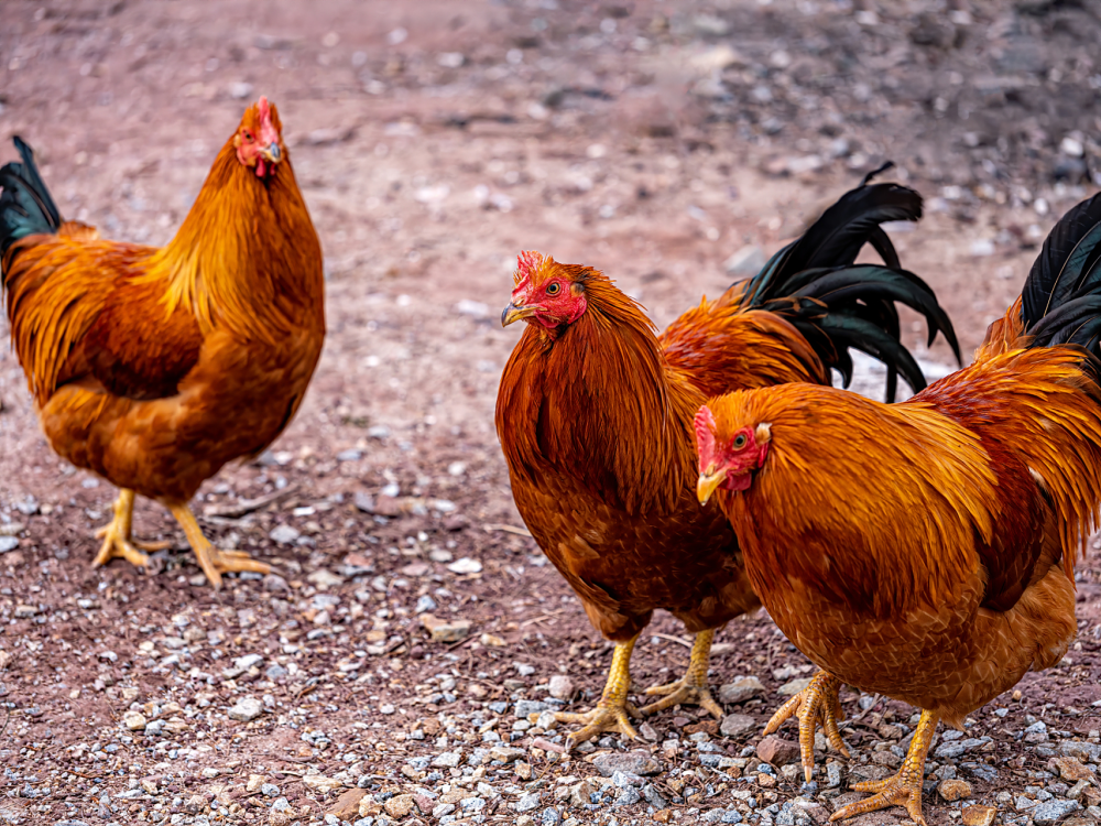 Infectious bronchitis disease in poultry Infectious bronchitis disease in poultry