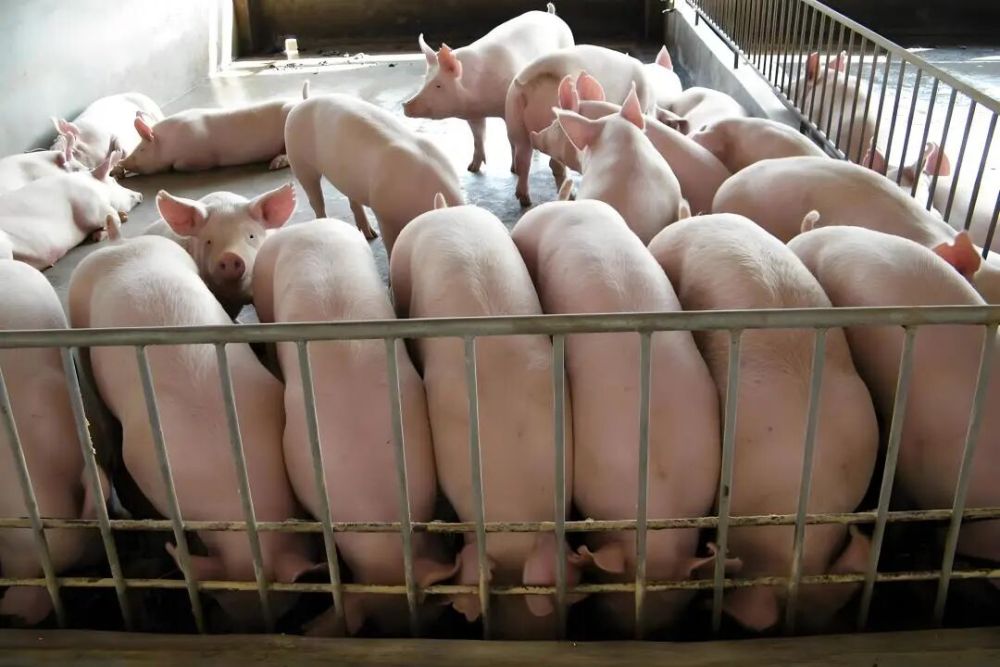 Steer Clear of Blue Ear; Smooth Sailing All the Way on Home Ground.