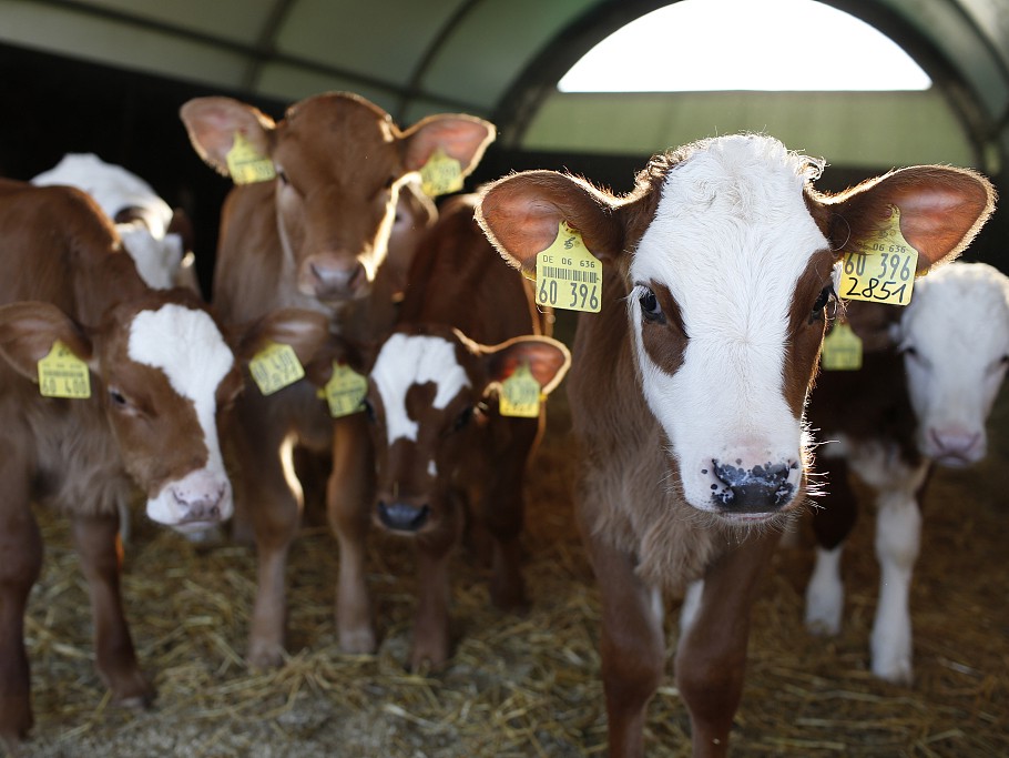 The prevention and control of foot-and-mouth disease in African cattle and sheep is a matter of extreme urgency. The prevention and control of foot-and-mouth disease in African cattle and sheep is a matter of extreme urgency.