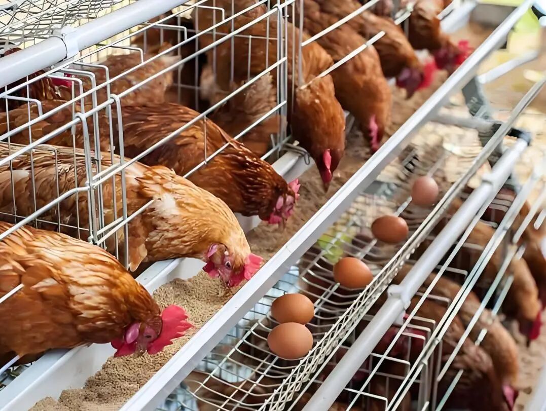 微信图片_20260415142527_125_2 微信图片_20260415142527_125_2