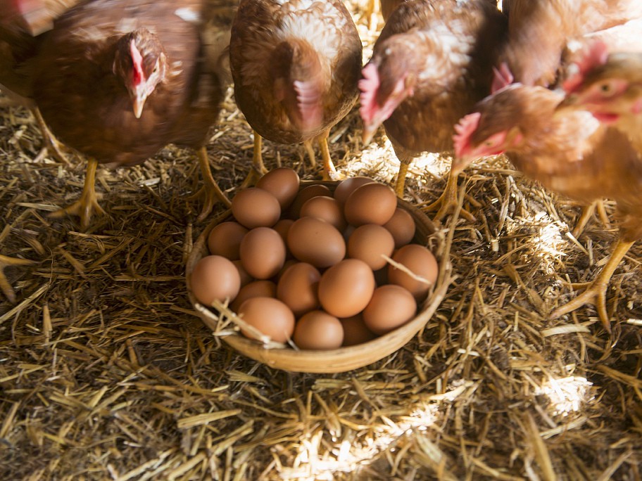 Are your laying hens suffering from diarrhea and laying Are your laying hens suffering from diarrhea and laying