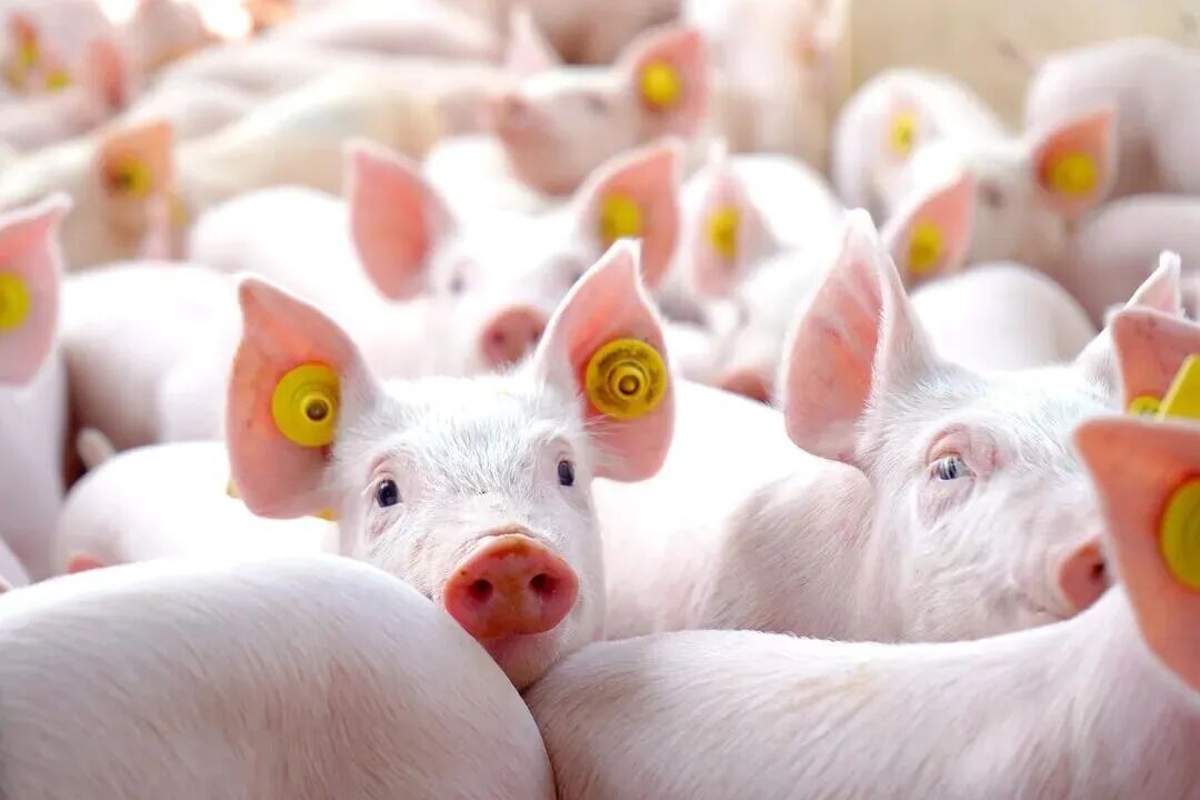 Navigating the Dual Threat: A Comprehensive Guide to PRRS (Blue Ear Disease) and African Swine Fever (ASF) Prevention with AGOVEE