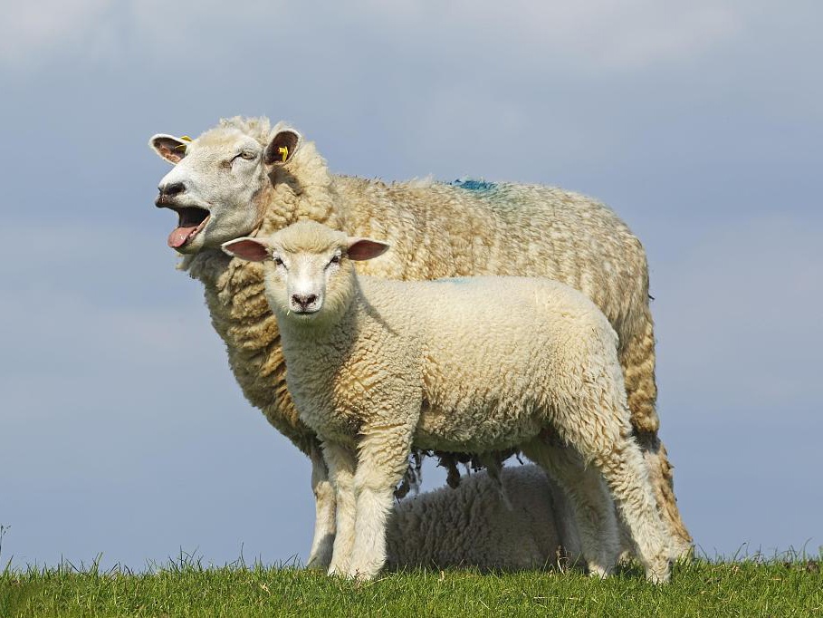 Sudden Lethargy and Sudden Death in Sheep: Identify and Prevent Sheep Black Disease in African Pastures Sudden Lethargy and Sudden Death in Sheep: Identify and Prevent Sheep Black Disease in African Pastures