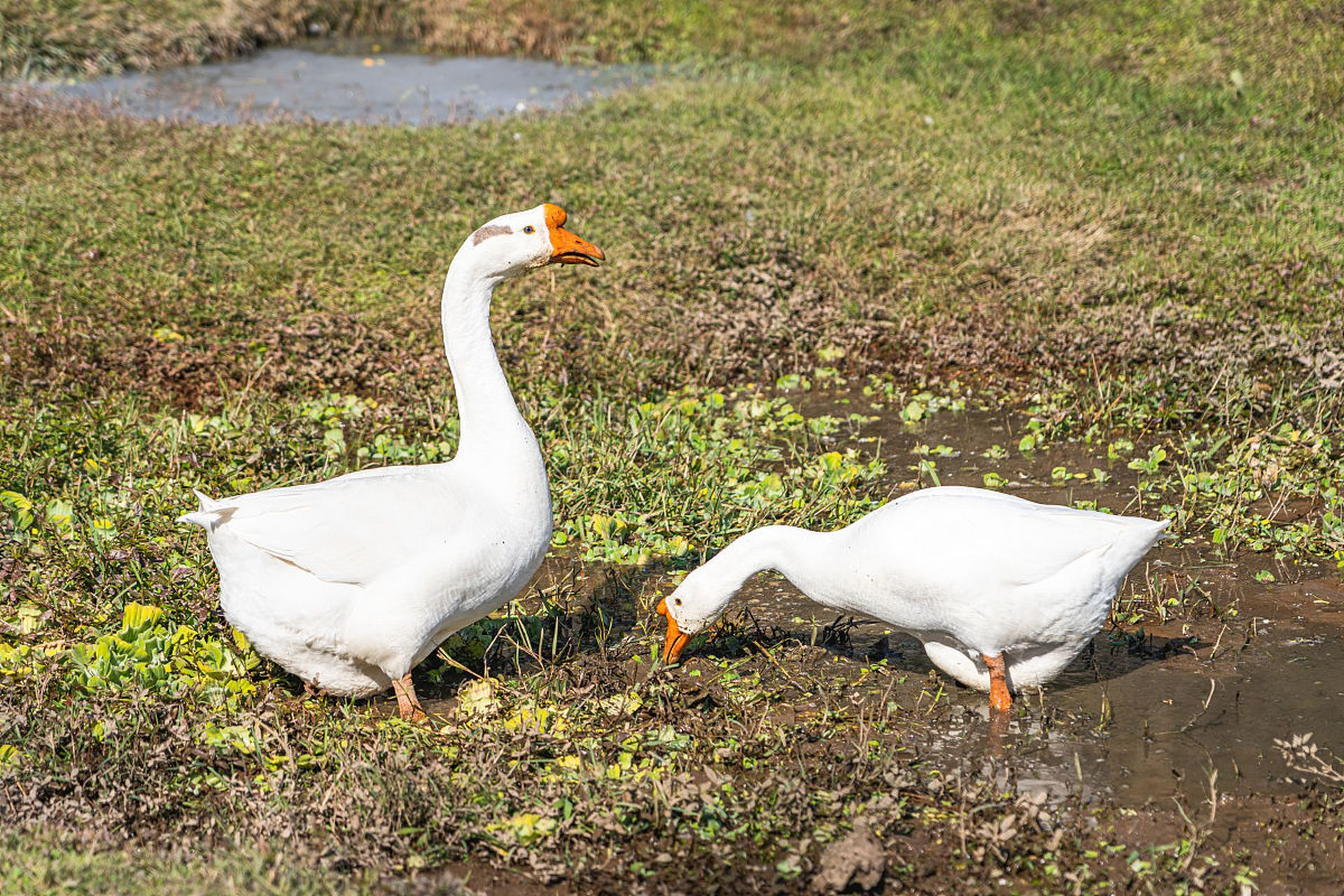 High Temperature & Humidity in Summer: How to Strictly Prevent Mold Contamination in Waterfowl Farming