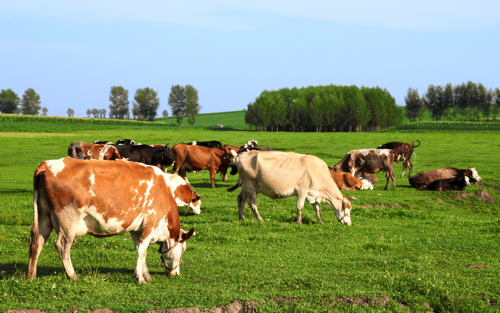 Extreme Heat and Cattle: How Heat Stress Is Silently Destroying Herd Productivity