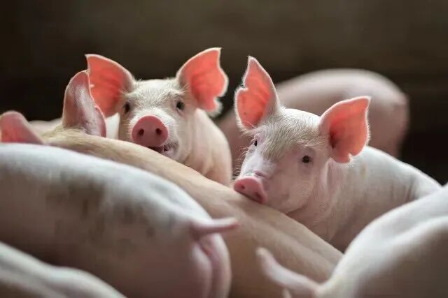 39-Day Golden Window for Piglets: Synchronized Development of Intestinal Tract and Viscera Organs 39-Day Golden Window for Piglets: Synchronized Development of Intestinal Tract and Viscera Organs