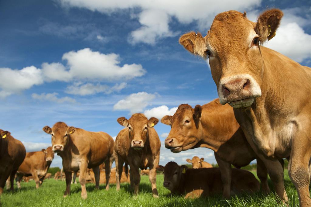 Autumn FMD Alert: Defend South African Livestock Farms From Seasonal Foot-and-Mouth Disease With Professional Solutions Autumn FMD Alert: Defend South African Livestock Farms From Seasonal Foot-and-Mouth Disease With Professional Solutions