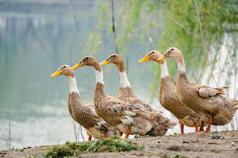 Why Is Necrotic Enteritis in Ducks and Geese Still So Prevalent Today? Why Is Necrotic Enteritis in Ducks and Geese Still So Prevalent Today?