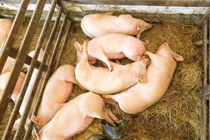 Why Do Swine Respiratory Problems Always Why Do Swine Respiratory Problems Always