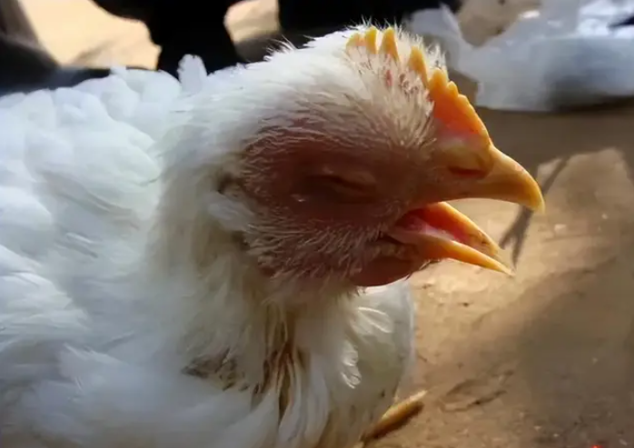 Analysis on the Difficulties of Newcastle Disease Prevention and Control in Tropical Regions