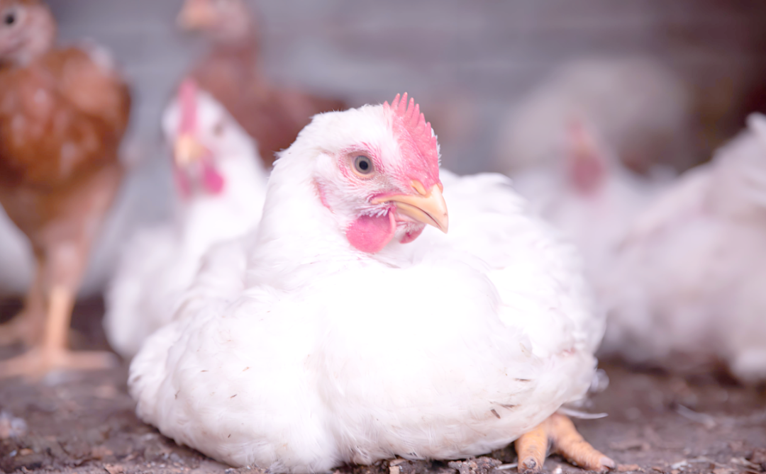 Common chicken disease prevention and treatment - fowl pox
