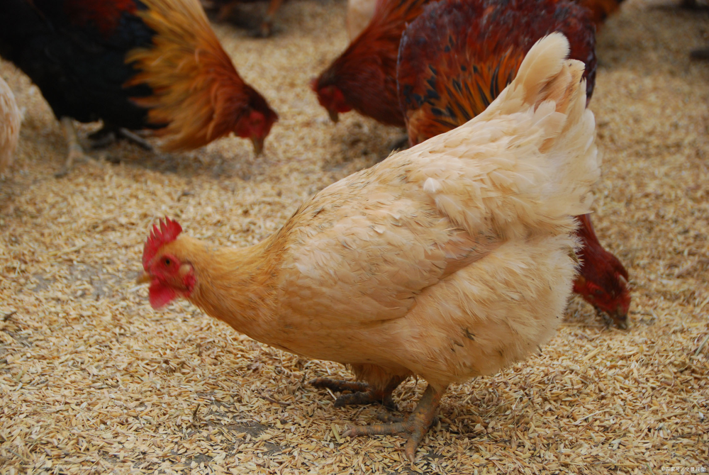 Chicken diseases and their treatment plans - coccidiosis
