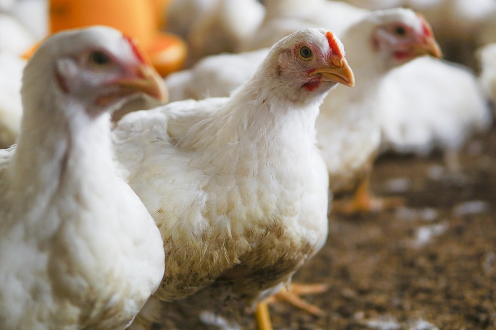 How to target the causes, prevention and treatment of chicken respiratory diseases?