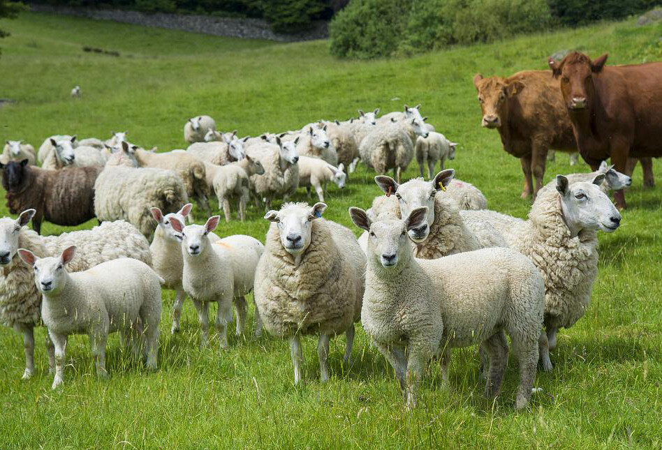 Focus on livestock health: Traditional Chinese medicine feed additives help prevent and treat diseases