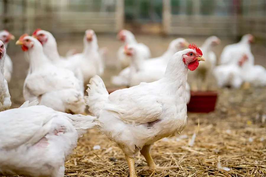 VIBOV--How to Prevent Infectious Bronchitis in Poultry: Key Steps