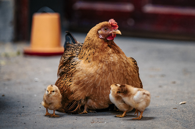New Developments in Infectious Bronchitis Hit Poultry Farms+Scientific Prevention and Control