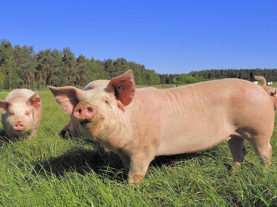 Do You Truly Understand the Swine Skin Diseases That Are Prevalent in Spring?