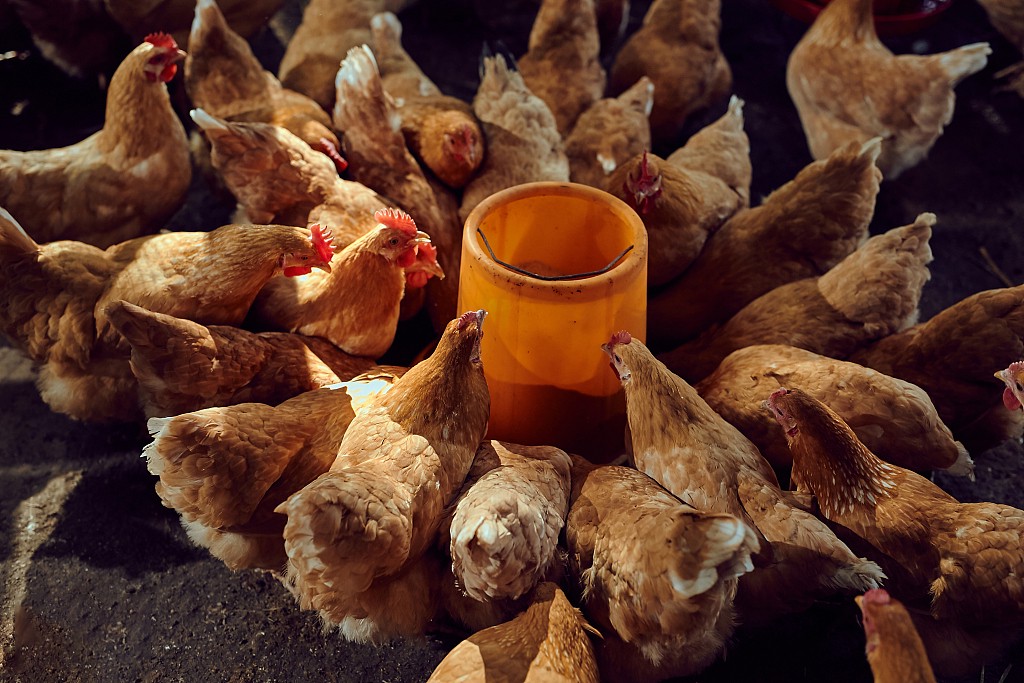 High-Risk Warning: Fungal Enteritis in Chickens How to Safeguard Poultry Farming Profits?